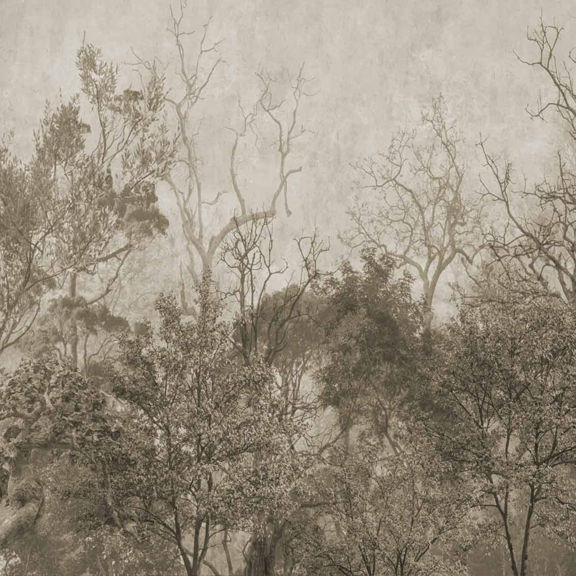 DISA | טפט יער ערפילי - Image 2